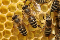 ۴۸ درس از زندگی زنبور عسل