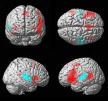 رد نظریه تفاوت شخصیت افراد در اثر فعال بودن بیشتر نیمکره چپ یا راست مغز