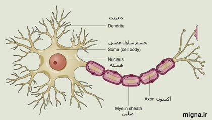 آشنایی با سلول های عصبی و انواع آن