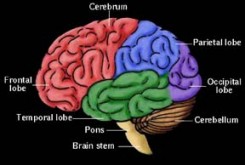 مغز چگونه تمرکز می‌کند؟+ تصویر
