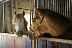 اسب‌ها با گوش و چشمانشان صحبت می‌کنند!