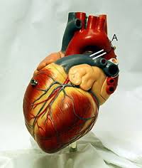 قلب؛ عضله‌ای که سه میلیارد بار می‌تپد
