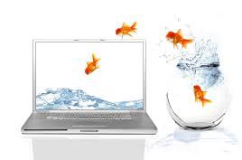 فناوری، قدرت تمرکز انسان را کمتر از ماهی قرمز کرده است
