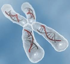 راز علمی کروموزوم‌های XY و XX