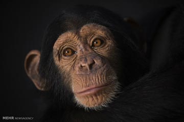 شامپانزه هم مبتلا به آلزایمر می شود
