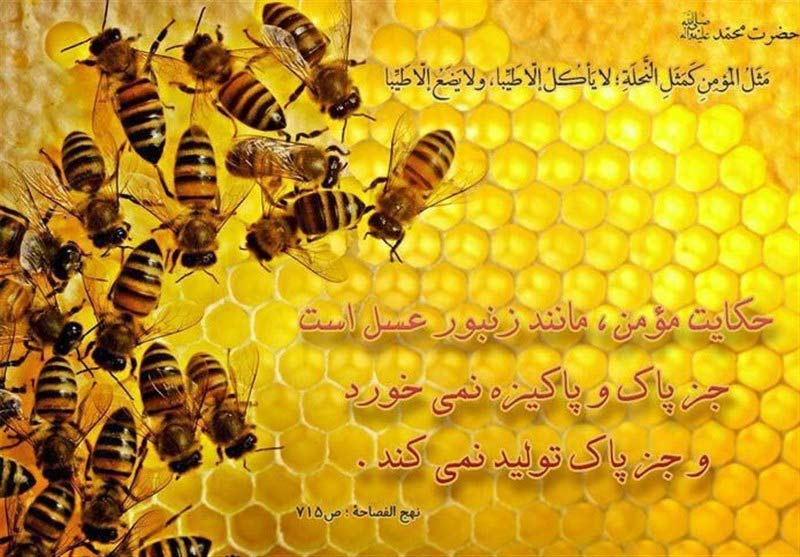 رفتاری که زن و شوهر باید از زنبور عسل بیاموزند