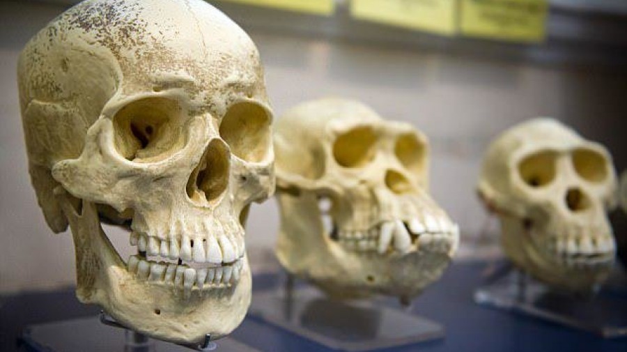 عمر مغز انسان کمتر از 40 هزار سال است