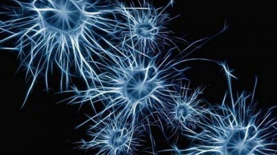 درمان بیماری نورون حرکتی با تغییر اندازه نورون‌ها