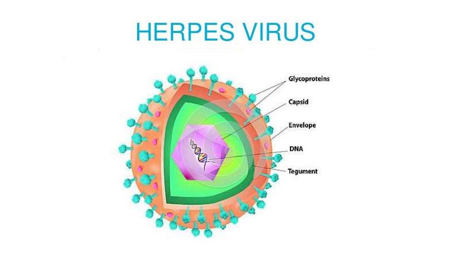 «هرپس ویروس» عامل اختلال دو قطبی و افسردگی