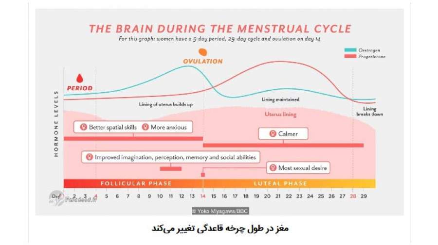 چگونه مغز زنان هر ماه تغییر می‌کند؟
