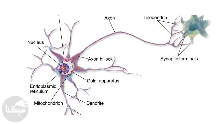 از دست رفتن نورون‌ها می‌تواند به سکته مغزی منجر شود