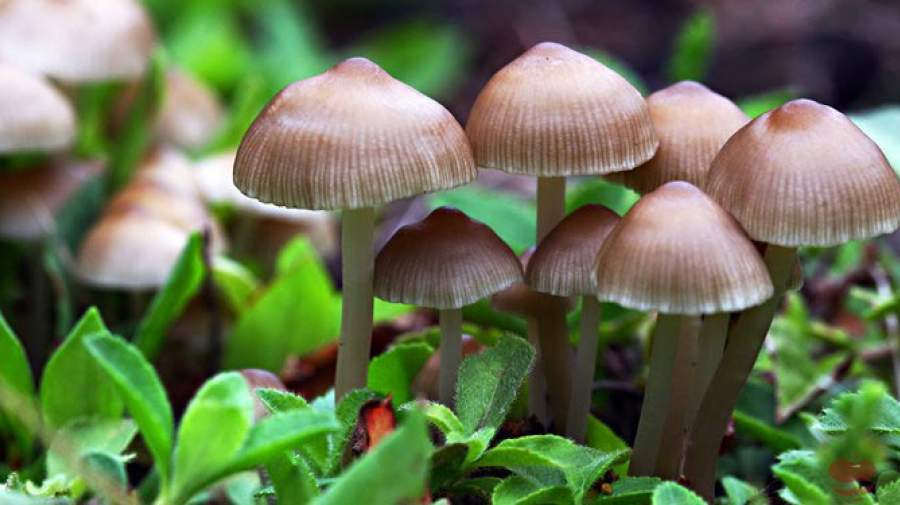 قارچ‌ها تا پنج سال آینده جایگزین قرص‌های ضد افسردگی می‌شوند!
