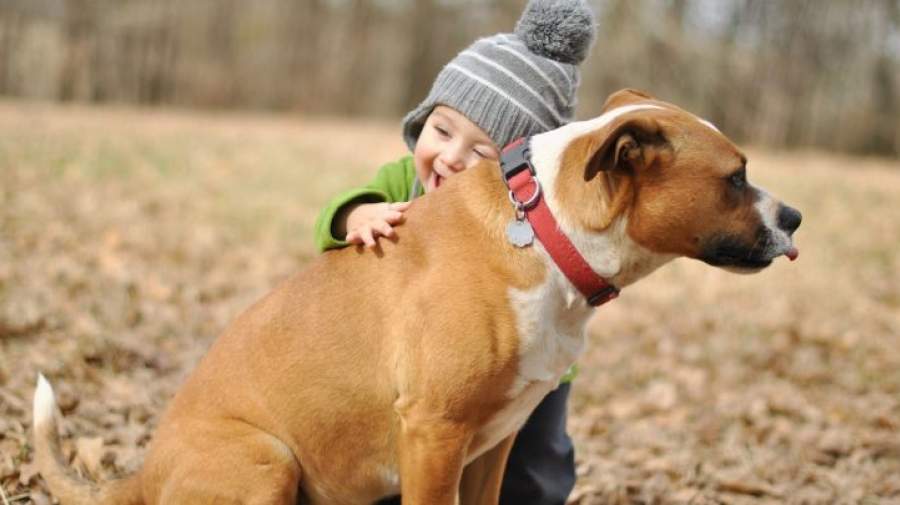 چرا کودکان بیشترین قربانیان سگ‌ها هستند؟