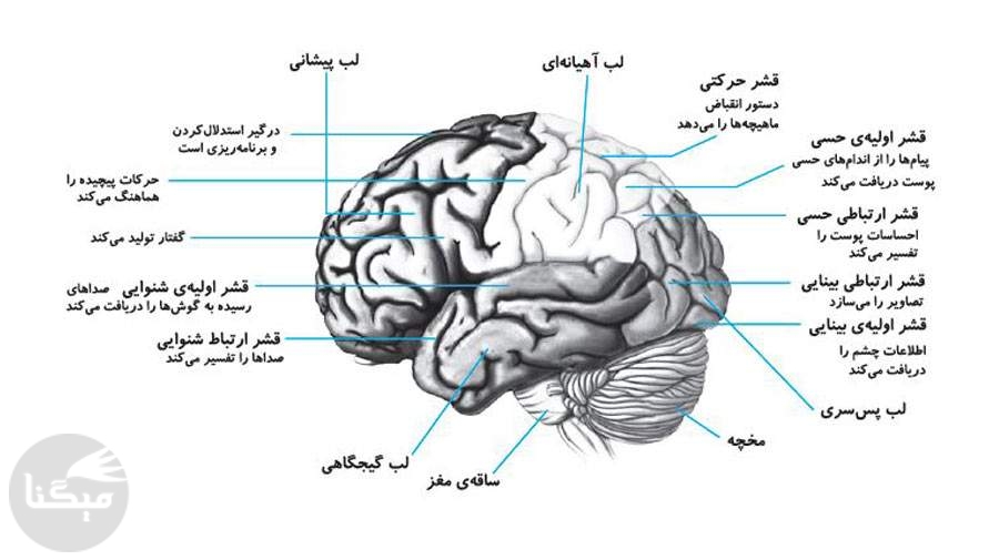 ساختار مغز چه نقشی در بروز اختلالات روانی دارد؟