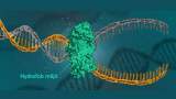 نیروی جدیدی که باعث ثبات DNA می‌شود