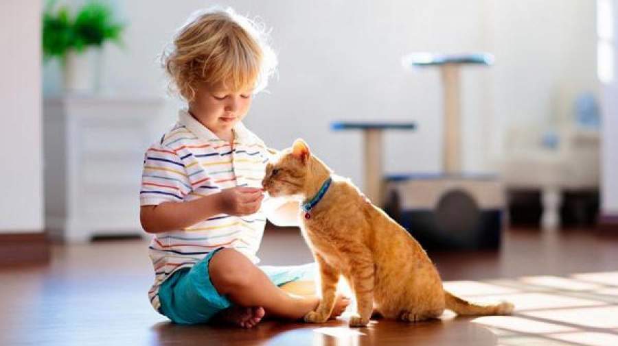 خطر ابتلا به اسکیزوفرنی با نگهداری گربه در کودکی!