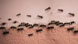 جامعه مورچه‌ها شبیه به شبکه عصبی مغز است