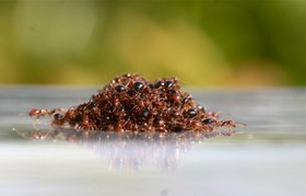 حل اسرار چگونگی بقای مورچه‌ها در برابر سیل