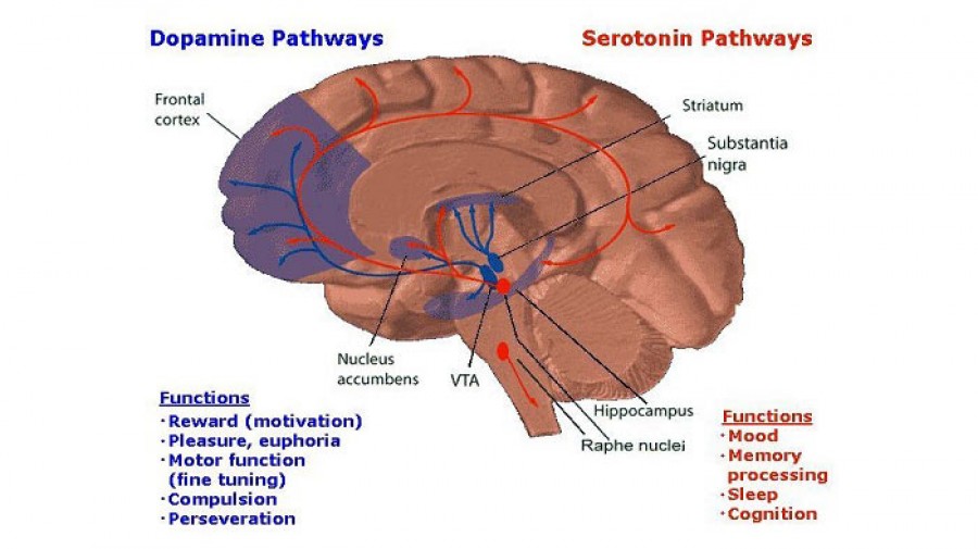دوپامین چیست؟  Dopamine