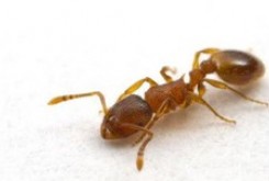 مورچه‌ها هم شخصیت دارند!