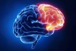بخشهای مختلف مغز با سرعت‌های متفاوت پیر می‌شوند!