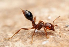 ژست عصبانی یک مورچه!
