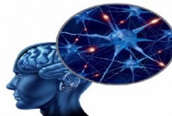 یادگیری و حافظه بهتر با مغز ماژولار