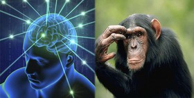 عملکرد مشابه مغز انسان و حیوان در فهم زبان