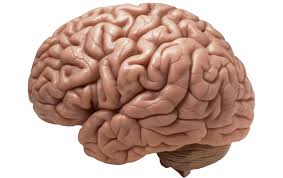 علت تاخوردگي و چروک بودن ساختار مغز چیست؟+ عكس