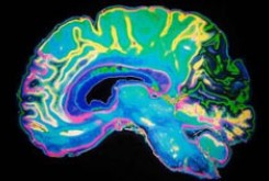 مغز انسان در  چه فصلی فعال تر است؟!