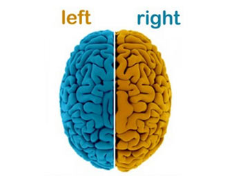 تفاوت بین دو نیمکره مغز در چیست+ اینفوگرافی