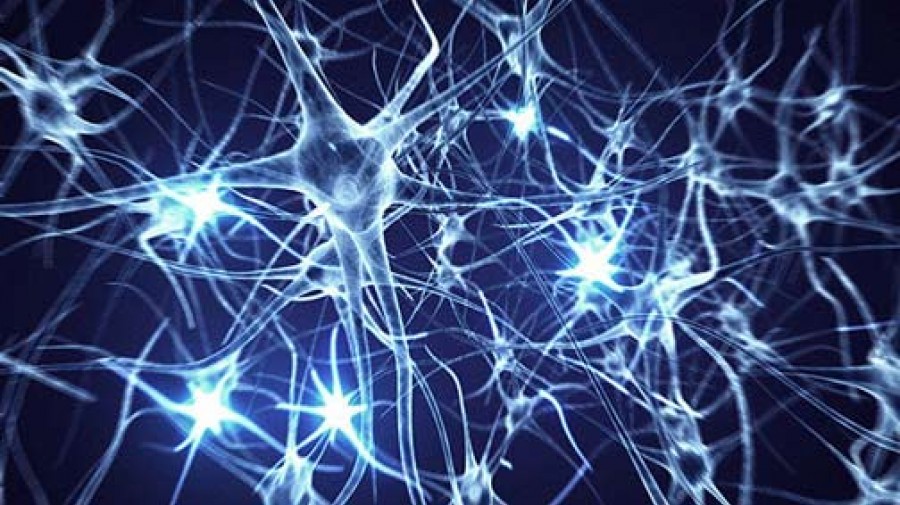 ارتباط میزان هوش با اتصال کارآمد میان نورون‌های مغز