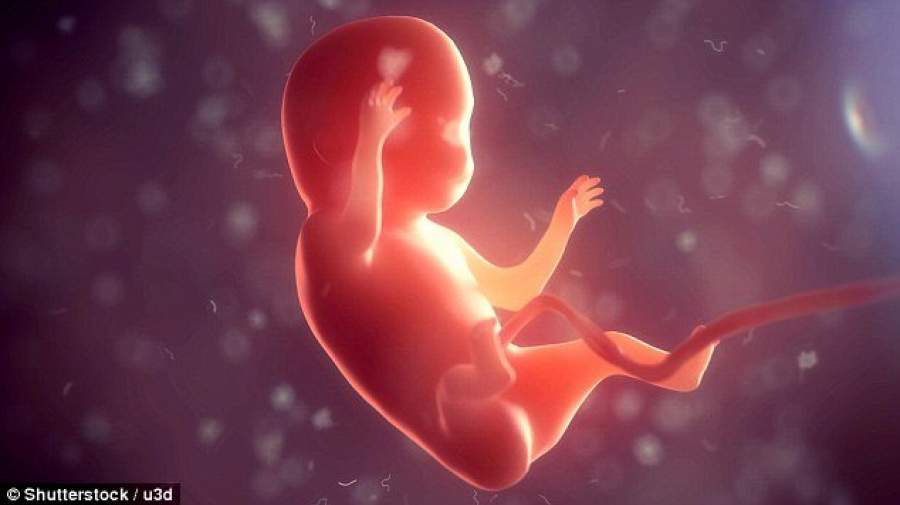 خلق جنین مصنوعی از سلول‌های بنیادی در آزمایشگاه