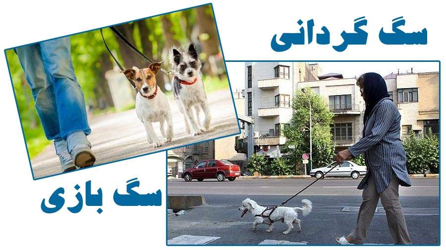 علت تمایل تعدادی اندک از خانواده‌های ایرانی به نگهداری سگ یا گربه؟