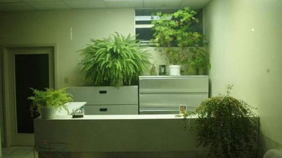 وجود گیاه آپارتمانی در محل کار موجب کاهش استرس می شود
