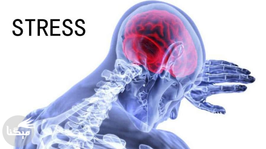 «استرس» کجای مغز ما خانه می‌کند؟