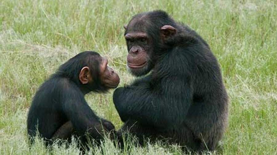 کشف یک شباهت جالب دیگر میان رفتار میمون و انسان