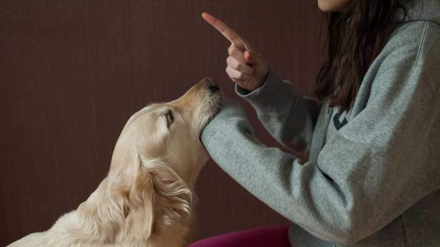 سگ، دست انسان‌ها را می‌خواند