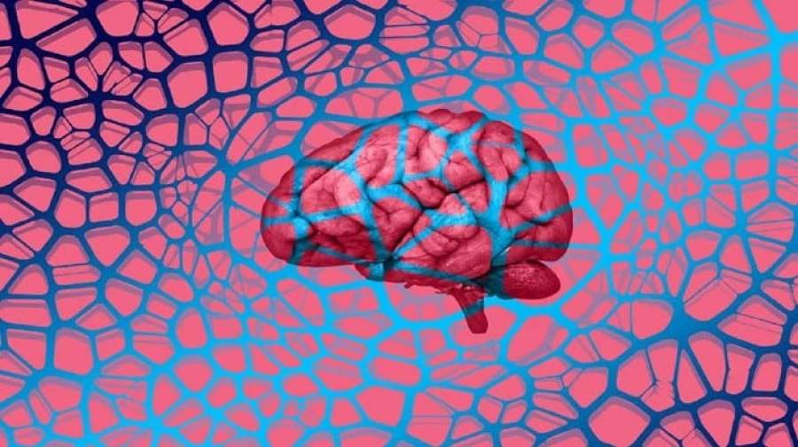 درباره «مغز دوم» بدن چه می‌دانید؟