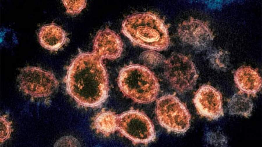 خبر ترسناک؛ ویروس کرونا ماهها در قلب و مغز زنده می‌ماند!