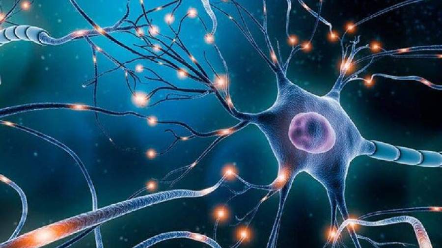 گامی جدید به سوی درک فعالیت نورون‌های مغز