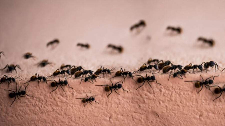 جامعه مورچه‌ها شبیه به شبکه عصبی مغز است