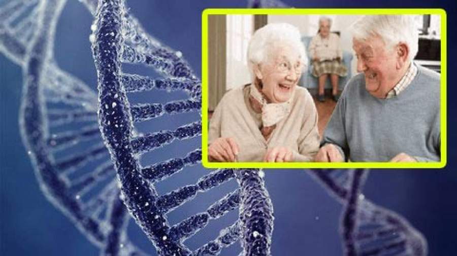 ژن‌های مثبت و منفی دخیل در طول عمر کشف شدند