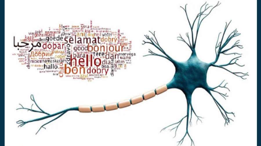 مغز انسان چگونه زبان های خارجی را تحلیل می کند؟