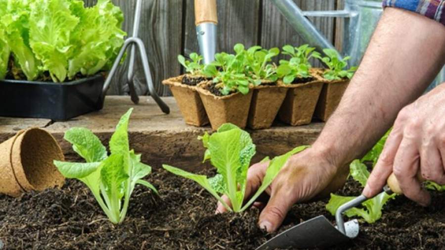 باغبانی خطر ابتلا به سرطان را کاهش می دهد